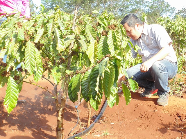 Công nghệ tưới nhỏ giọt cho cây cà phê - Nhà Bè Agri